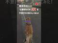 散歩中の愛犬に仕事帰りのパパを投入した結果#ゴールデンレトリバーのいる暮らし #大型犬のいるくらし #ドッキリ #shorts #ゴールデンレトリバー