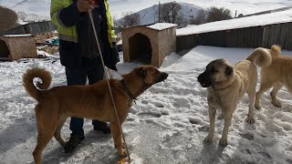 KÖPEKLERİMİZİN BOYUNU ÖLÇTÜK AZATIN VE YAMANIN ÖLÇÜSÜ ŞAŞIRTTI