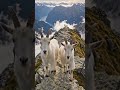 “Fear the heights if you want… we were born to conquer them. 🏔️🐐”#MountainGoats #Wildlife