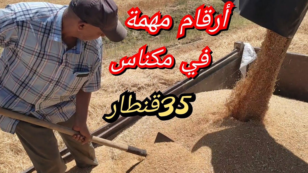 موسم الحصاد ضواحي مدينة مكناس/المحصول وفير الحمدلله