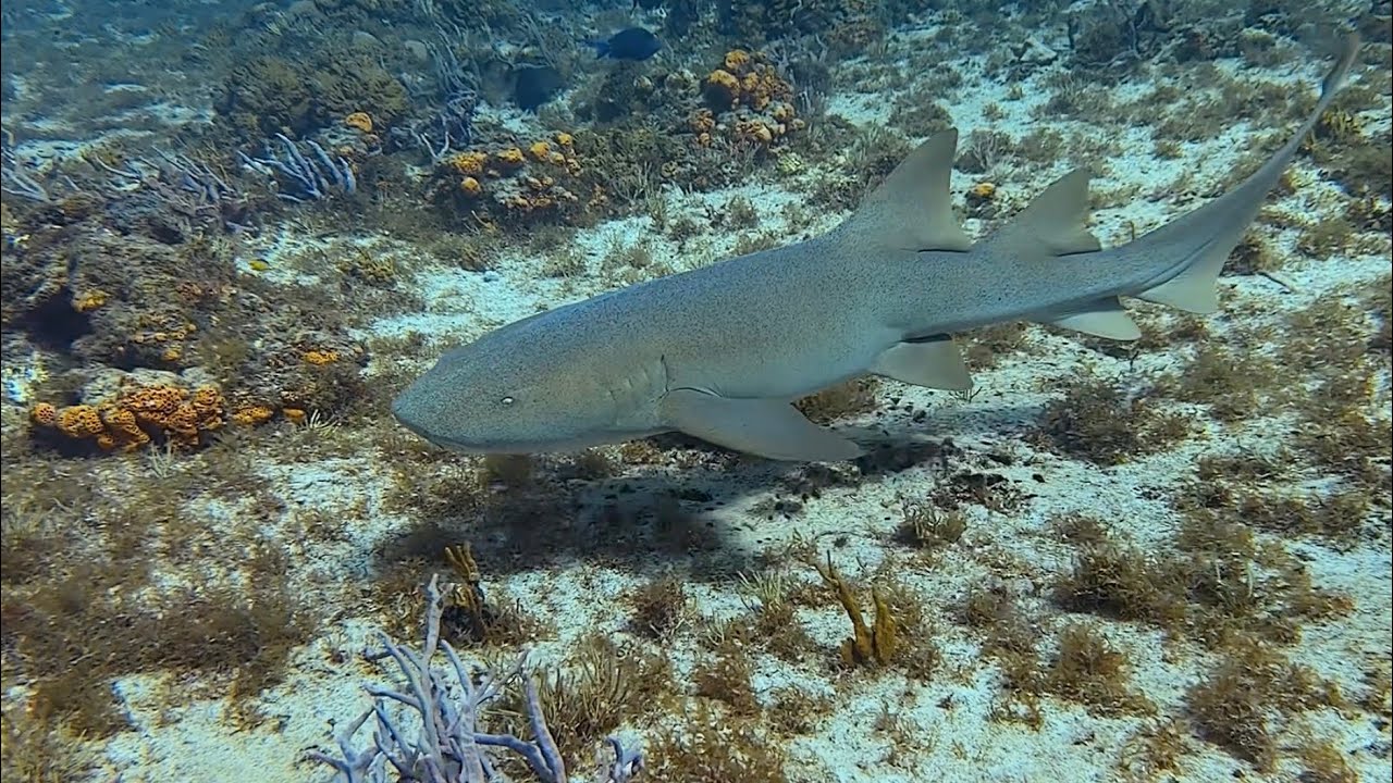 Living the dream in Cozumel-Diving November 2025