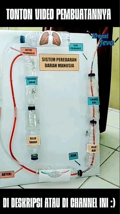 Cara membuat Sistem Peredaran Darah Manusia #caramembuat #peredarandarah #shorts
