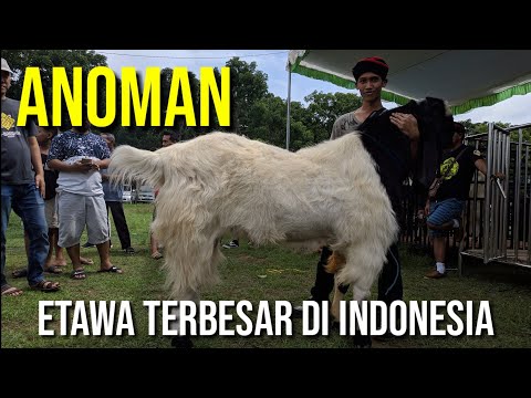 Video: Penjagaan Kuku Untuk Lembu, Kambing, Dan Ruminansia Lain