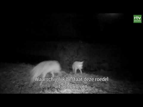 Welpen wolvenroedel Meppen