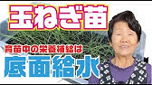 徹底解説 いちご苗作り でポット底から水を供給する 底面給水 のやり方をご紹介 前編 Youtube 徹底解説 いちご苗作り でポット底から水を供給する 底面給水 のやり方をご紹介 前編 Youtube