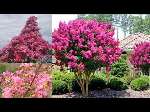 Video: Crape Myrtle Tree Informacije: Kako uzgajati Crape Myrtle