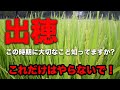 出穂期の穂の状態説明します!以外と知らない大切なこと!(RICE IS COMEDY®︎)