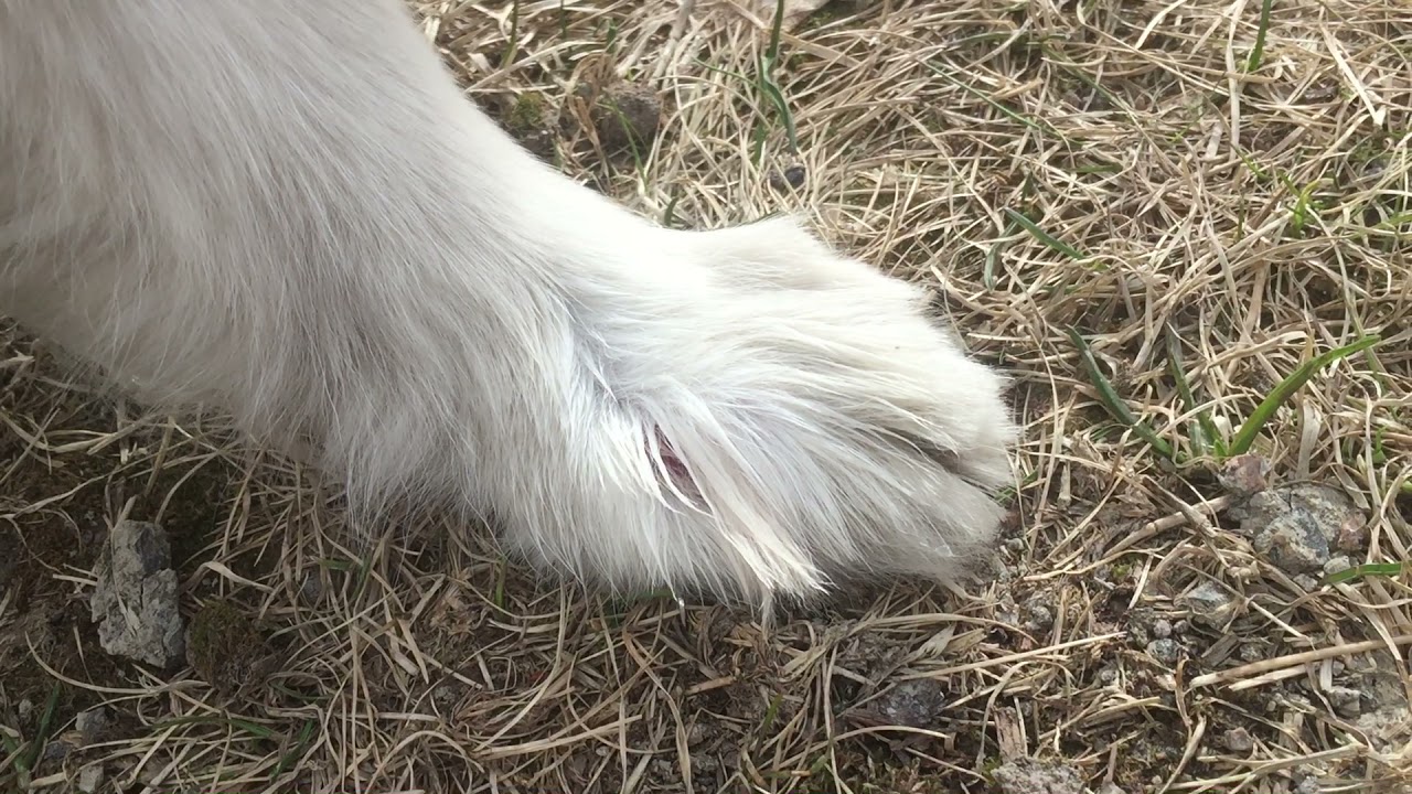 Abscesses Between The Toes Interdigital Furunculosis In Dogs Deep