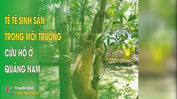Tê tê sinh sản trong môi trường cứu hộ ở Quảng Nam| Thái Nguyên TV