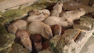 Wonderful Cutest Capybara Footage