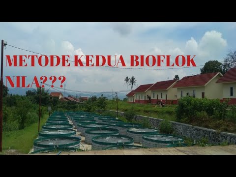 Metode Kedua Bioflok - YouTube