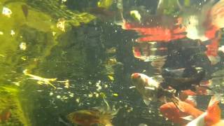 S7 edge underwater hyperlapse test