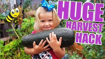 How-To Hand Pollinate Zucchini, Cucumbers, Pumpkins, + Squash for HUGE YIELD!!!