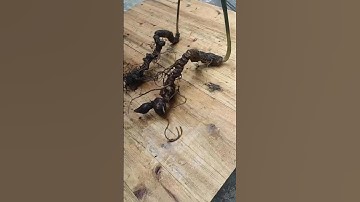 #sâm_ngọc_linh_rừng Cặp sâm rừng vừa hạ sơn hàng siêu phẩm cực víp tổng 500gram, mỗi củ dài 40-50cm