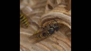 Wasps are great #shorts #wasps #nature