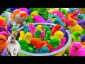 Tangkap ayam lucu ayam warna warni ayam rainbow gokil kelinci kucing lucu bebek hewan lucu