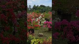 Beautiful Bougainvillea Plant Collection