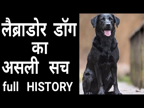 History Facts Of Labrador dog | Full Information in Hindi | Stray Aid