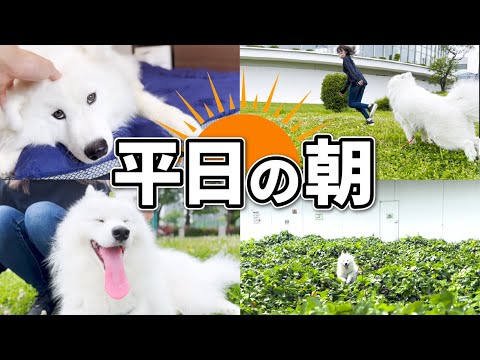 サモエドと過ごす平日の朝はいつもこんな感じです！