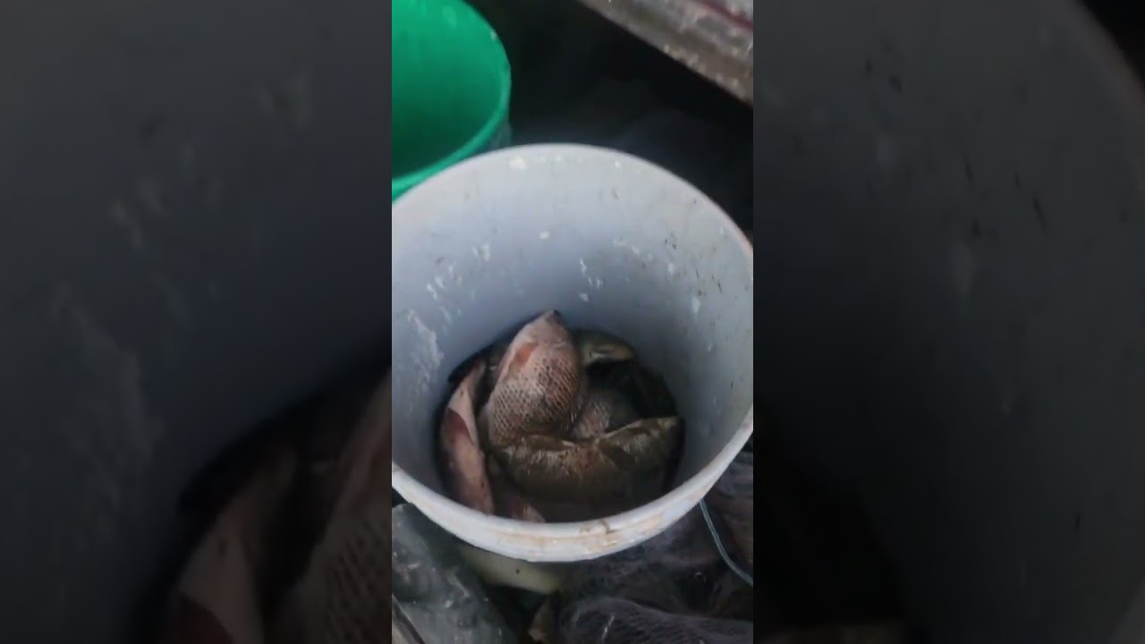 #Dia de pesca    muy divertido en familia     gracias a Dios cenamos prscados 