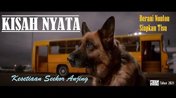 Anjing setia menunggu tuannya kembali #palma #Kisahnyata #reviewfilm #spoilerfilm