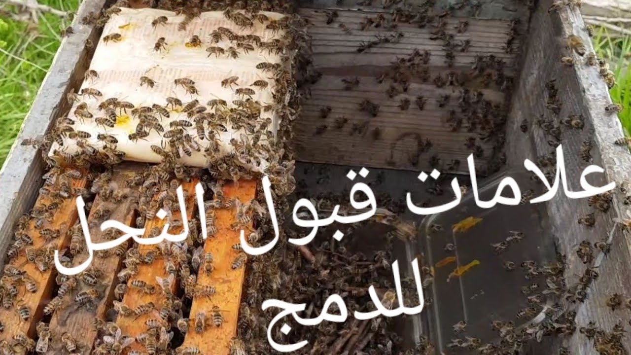 كيف تعرف أن ضمَّ الخليتين من النحل نجحت؟🤔Signs of acceptance of bees؟