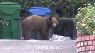 Black bear spotted enjoying lunch before Arcadia police scare it back into the hills.