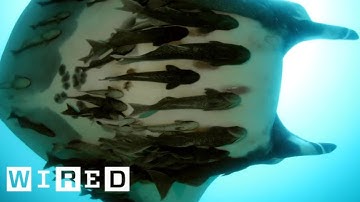 Everything You Need to Know About Those Fish That Attach to Sharks