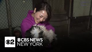 Family reunited with dog they thought was stolen in Central Park