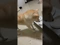 豆皮報明牌