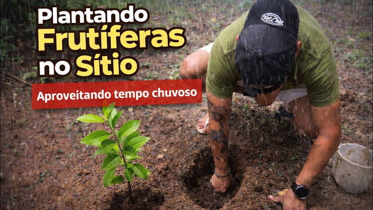 Plantando Plantas Frutíferas no Sítio #plantando #frutíferas 