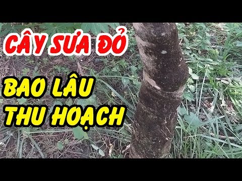 Video: Cây gỗ đỏ trông như thế nào?