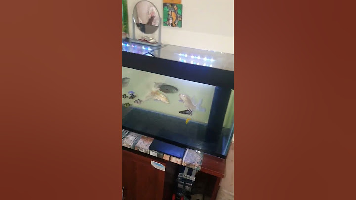 I Got The 7 Weirdest Pet Fish... #foryou #aquarium #2024 #fish  #viralvideo