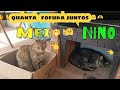 Mei e seus brinquedos favoritos 😻🎾 diversão garantida!#MeiENino #Gatos #GatoBrincando #Catslove#cat 