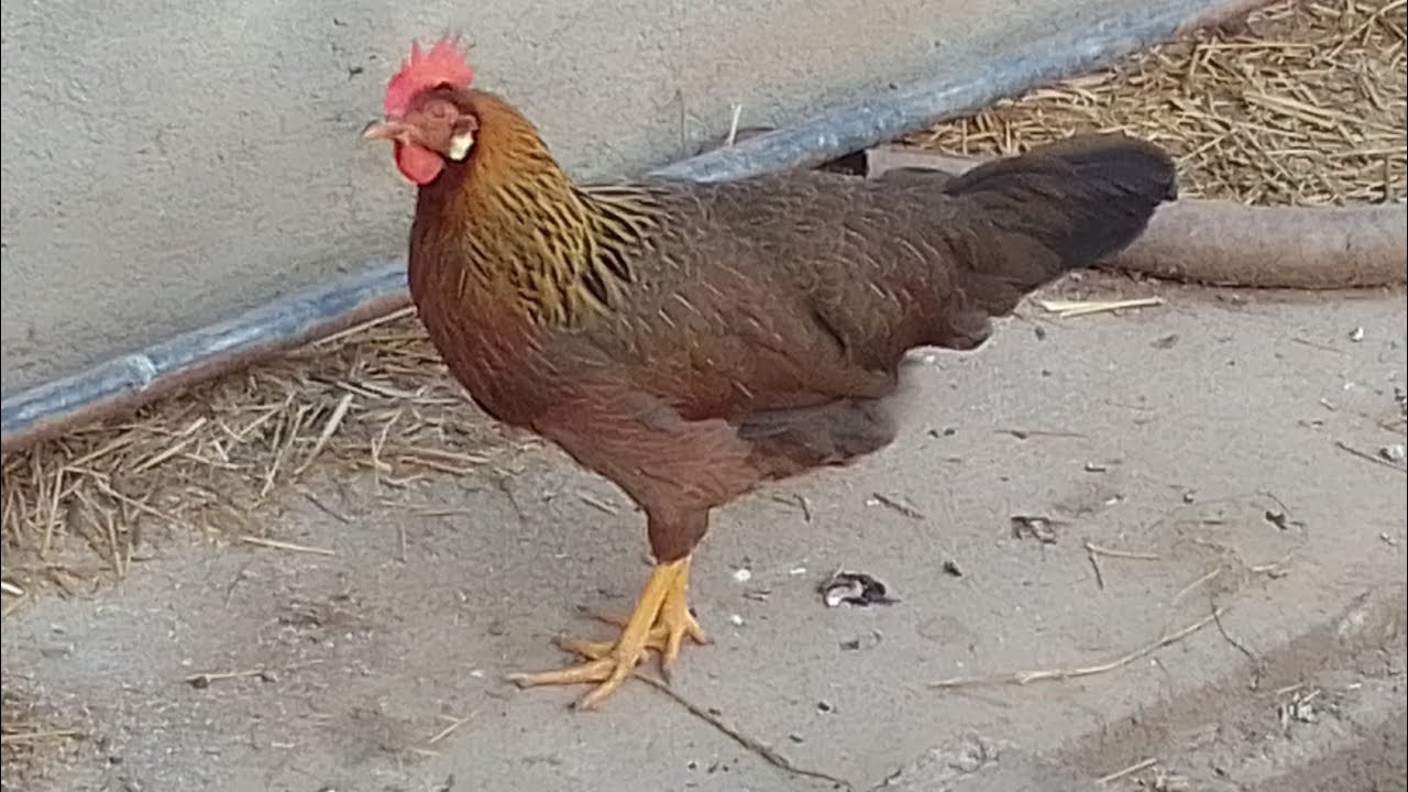 Letnji obilazak živine i novosti kod podmladka