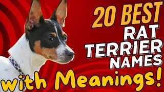 20 Best Rat Terrier Names with Meanings! 🐾🐶
