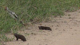 Dwarf Mongoose Plays Dead || ViralHog