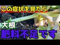 【大根】気を付けて！これ肥料不足のサインです。【家庭菜園】