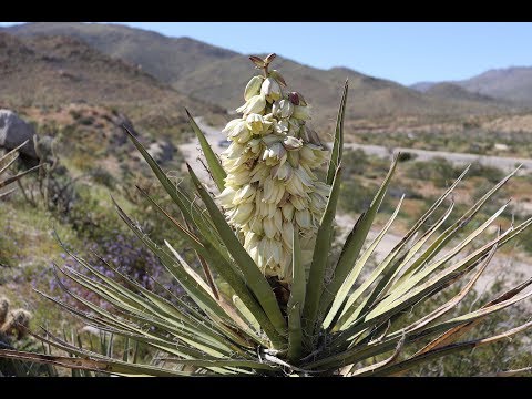 Video: Yucca Baccata Info - How To Grow Banana Yucca Plants