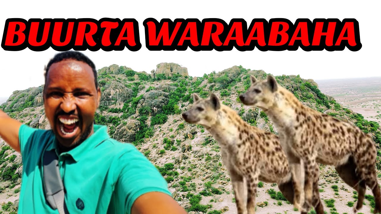 BUURTA UGU WARAABAHA BADAN SOMALILAND