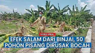 Tiru Tren 'Salam dari Binjai', 9 Bocah SMP di Lamongan Rusak Puluhan Pohon Pisang Milik Warga