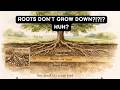 Why Roots Grow Sideways First (The Oxygen Zone Explained)