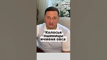 Колосья пшеницы, овес и ячмень: как они влияют на здоровье и богатство