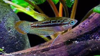 Sparkling Gourami Care and Breeding: A Little Fish Gem!