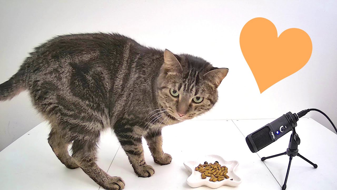 【Cat ASMR】cat eat cat treats ASMR (VLOG Day 49) YouTube