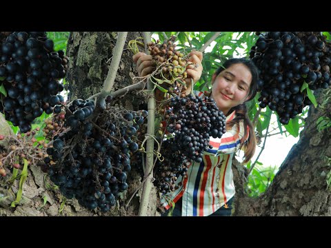 Pick wild grapes fruit and make wine for dinner | Wild Grapes Wine