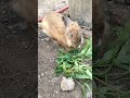 RABBITS EAT KALE