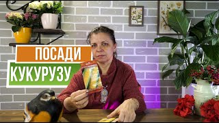 САЖАЙТЕ КУКУРУЗУ ✿ ЛУЧШИЕ СОСЕДИ КУКУРУЗЫ НА ОГОРОДЕ