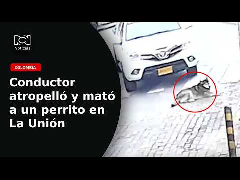 Cameras captured a driver who hit a dog and fled without helping in Antioquia