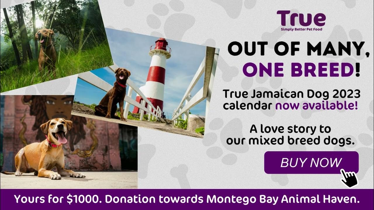 Out of Many, One Breed True Jamaican Dogs Calendar YouTube